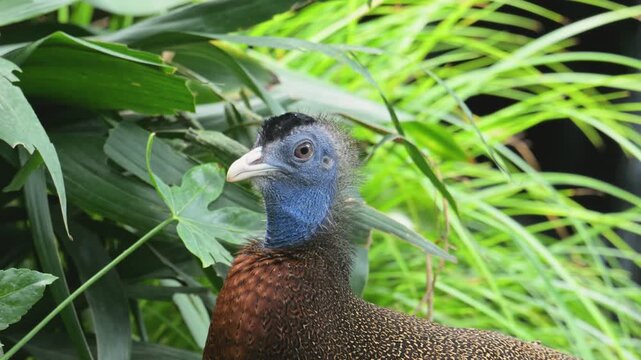 great argus (Argusianus argus) bird calling