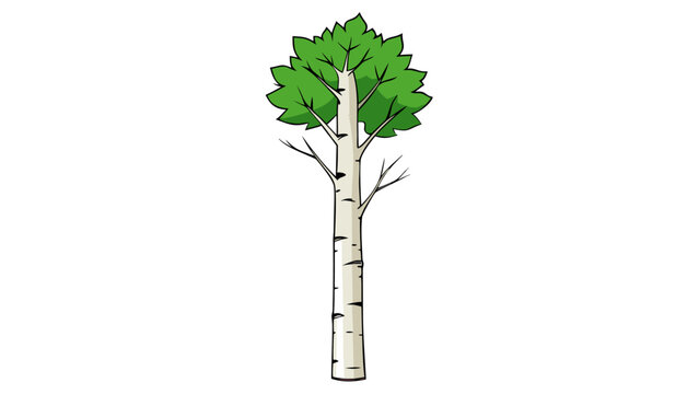 Birch tree vector illustration with white bark and green leaves, deciduous forest plant icon, isolated botanical element for landscape design