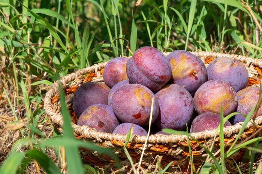 Freshly harvested purple plums in a rustic wicker basket