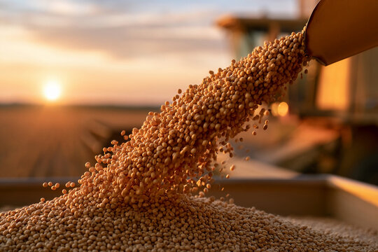 Grain pouring from a truck during sunset near a field in a rural area