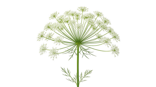 A detailed illustration of angelica plant with umbel inflorescence is presented on transparent background botanical herb flora wildflower vector graphic realistic green