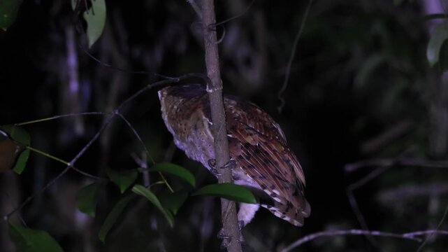 oriental bay owl is a type of bay owl, usually classified with barn owls