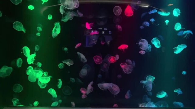 Colorful jellyfish swimming in a dark aquarium tank illuminated by blue, cyan and red lights