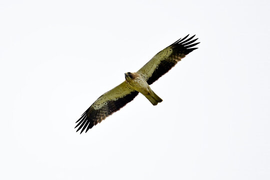Zwergadler // Booted eagle (Hieraaetus pennatus) - Nationalpark Coto de Do&ntilde;ana, Spanien
