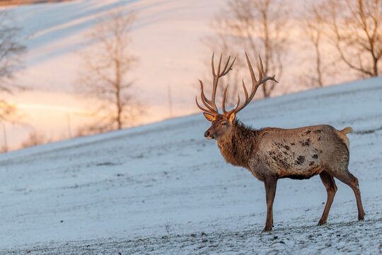An Altai maral stag (Cervus canadensis sibiricus) stands in the early morning light on a snow-covered meadow in hilly terrain. Southern Siberia, northwestern Mongolia, northern Xinjiang province of China