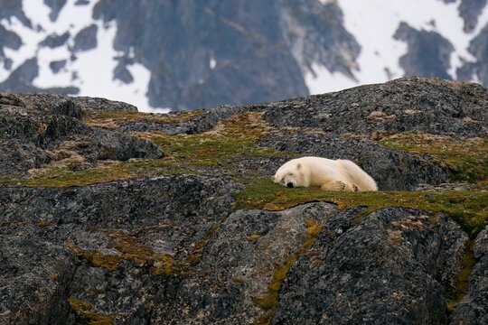 Polar bear sleeping on mosses, Fuglefjorden, Spitsbergen Island, Svalbard Archipelago, Norway