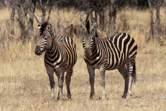 Cape mountain zebra (Equus zebra zebra) two adult animals standing in savannah grassland, Limpopo, South Africa