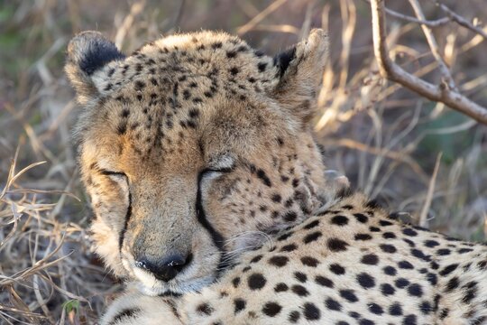 Cheetah (Acinonyx jubatus) adult big cat animal sleeping in a savannah grassland, Limpopo, South Africa