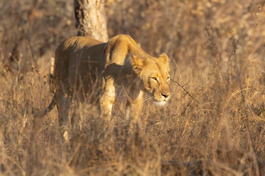 African lion (Panthera leo) adult female lioness big cat animal in a savannah grassland, Limpopo, South Africa
