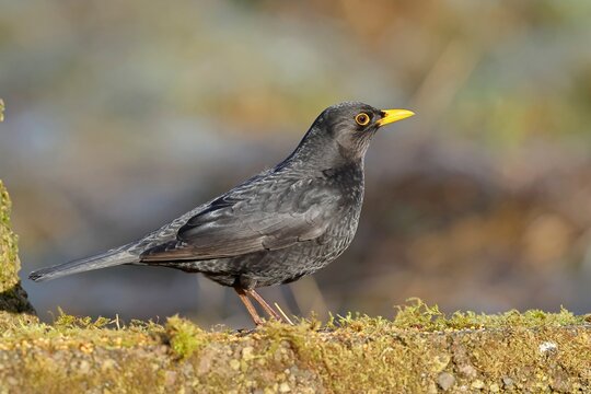Male blackbird (Turdus merula), perched on a moss-covered tree root, Wilnsdorf, North Rhine-Westphalia, Germany