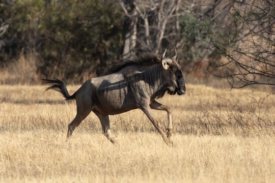 Common wildebeest or Gnu (Connochaetes taurinus) adult animal running in savannah grassland, Limpopo, South Africa