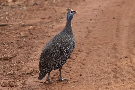 Helmeted or African guineafowl (Numida meleagris) adult bird on a dirt road, Limpopo, South Africa