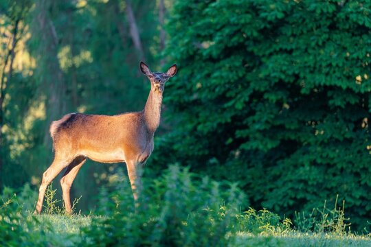 A female Altai maral (Cervus canadensis sibiricus) stands in the first light of the day in a green meadow in hilly terrain at the edge of the forest. Southern Siberia, northwestern Mongolia, northern Xinjiang province of China