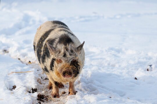 A Kunekune pig (sus scrofa domesticus), a domestic breed from New Zealand, stands in a snow-covered pasture on a cold winter day. Captive, Austria