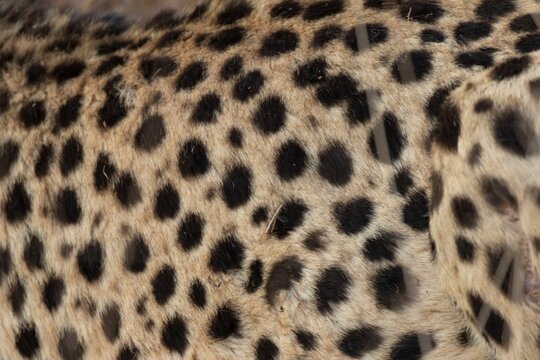 Cheetah (Acinonyx jubatus) adult big cat animal close up of its spots on its fur, Limpopo, South Africa