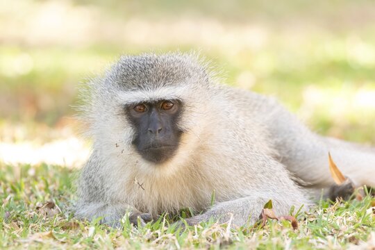 Vervet monkey (Chlorocebus pygerythrus) adult animal resting on a lodge grass lawn, Limpopo, South Africa