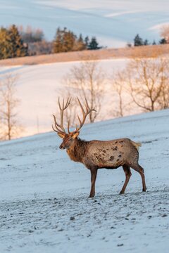 An Altai maral stag (Cervus canadensis sibiricus) stands in the early morning light on a snow-covered meadow in hilly terrain. Southern Siberia, northwestern Mongolia, northern Xinjiang province of China
