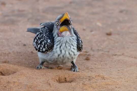 Southern yellow billed hornbill (Tockus leucomelas) adult bird feeding on an insect on the ground, Limpopo, South Africa