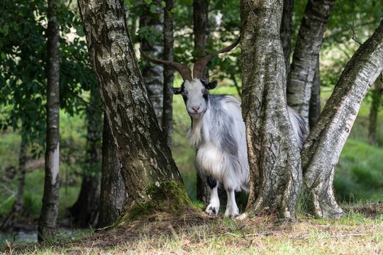 Dutch Land Goat (Capra aegagrus hircus), Emsland, Lower Saxony, Germany