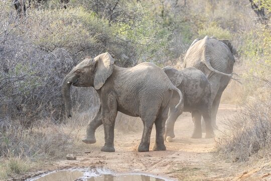 African forest elephant (Loxodonta cyclotis) adult and two juvenile baby animals on a dirt road in a savannah bushland, Limpopo, South Africa