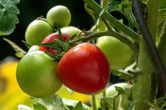 Tomato (Solanum lycopersicum), ripe and unripe fruits on the plant