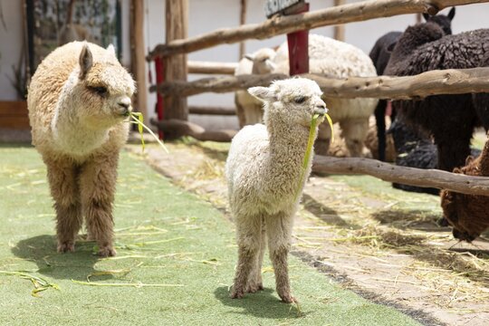 Alpaca and Llama Farm, near Cusco, Peru