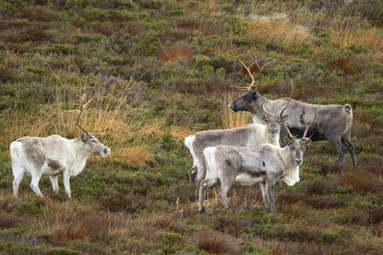 Reindeer (Rangifer tarandus) in the Cairngorm Mountains in the Scottish Highlands, Aviemore, Scotland, United Kingdom