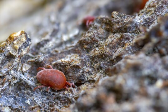 Arachnida, red velvet mite, spider mite, trombidium holosericeum, velvet mite, mites