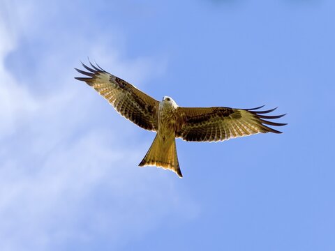 Red kite (Milvus milvus), Hesse, Germany