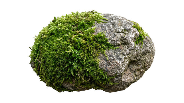A moss covered rock with textured surface and visible stone details is presented on transparent background mossy boulder lichen natural texture organic