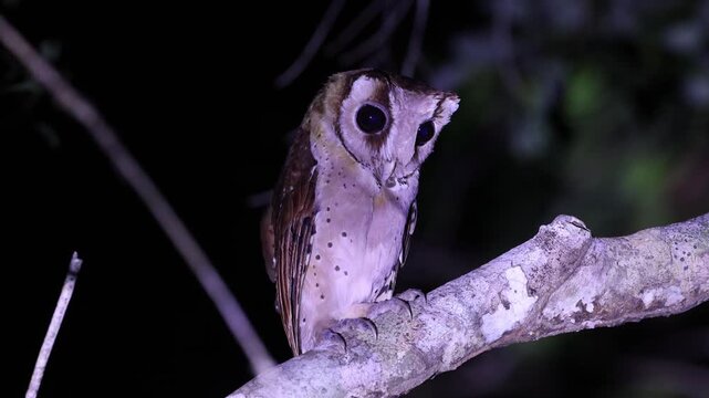 oriental bay owl is a type of bay owl, usually classified with barn owls