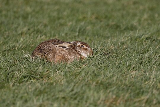 European hare (Lepus europaeus) resting in a meadow, Schleswig-Holstein, Germany