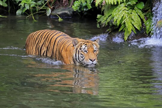 Malaysia tiger (Panthera tigris jacksoni), adult, in water, alert, Malaysia, Southeast Asia