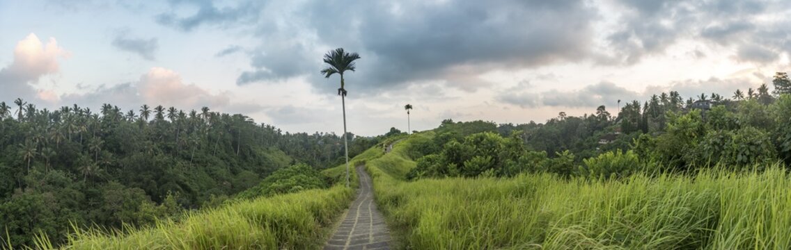 Hiking trail, paved path through tropical vegetation, Campuhan Ridge Walk, Bukit Campuhan, Tjampuhan's Sacred Hill, Ubud, Bali, Indonesia