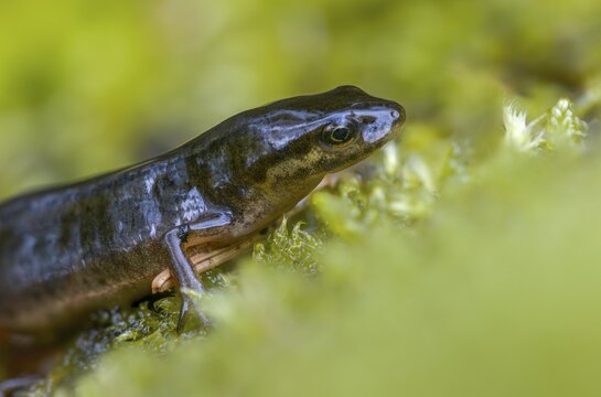 Lissotriton vulgaris, smooth newt, triturus vulgaris, amphibians, amphibians, country traditional costume, amphibians