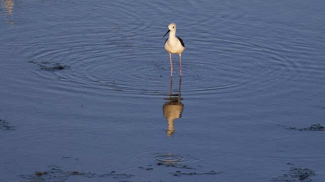 Stilt (Himantopus himantopus), bird standing in the water, circular waves surrounding it, Gialova lagoon, protected wetland, bird paradise, Navarino Bay, Pylos, Peloponnese, Greece