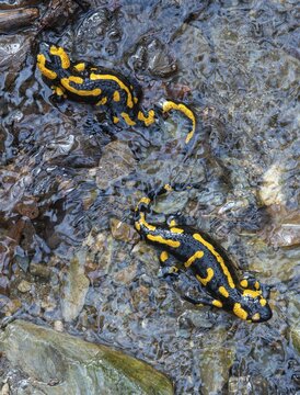 Fire salamander, salamandra salamandra, amphibians, amphibians, caudata, high size, vertical format, amphibians, tail amphibians