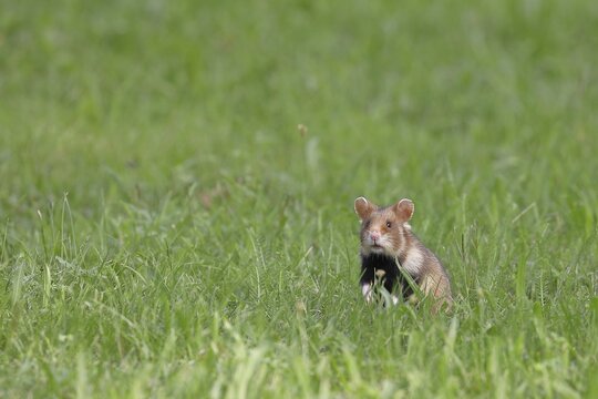Field hamster (Cricetus cricetus), in a meadow, ensures attentive Vienna, Lower Austria, Austria
