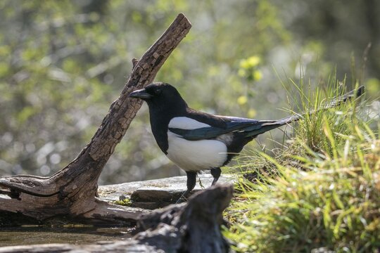 Magpie, pica pica, birds, corvidae family of birds, passeri, corvids, songbirds, songbirds, birds