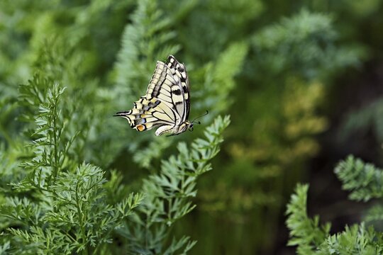Swallowtail (Papilio machaon), approaching carrot weed (carrot herb), a food source for the caterpillars, Meienberg, Canton of Aargau, Switzerland