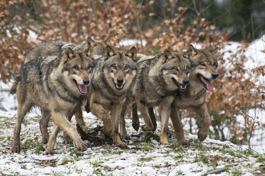 Gray wolf (Canis lupus), pack, winter, Neuhaus, Lower Saxony, Germany