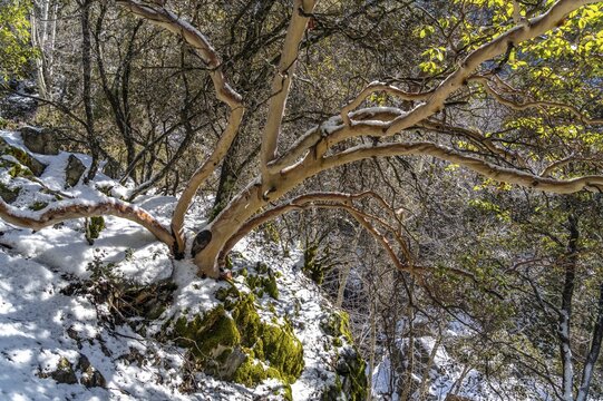 Snowy forest in the Troodos Mountains, Cyprus