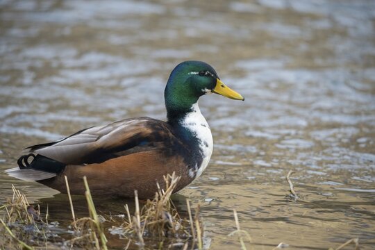 Anas platyrhynchos, mallard, mallard, anatidae, bastard, birds, ducks, ducks, ducks, drakes, false colors, male, snow, birds, waterbirds, waterbirds, winter