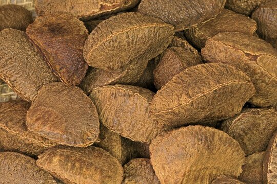 Brazil nut (Bertholletia excelsa), fruits, nuts, with shell, unshelled, Germany