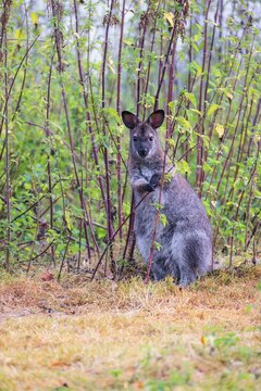 A red-necked wallaby (Macropus rufogriseus) sits on a cloudy day amidst tall, dense clumps of stinging nettles, eating the leaves. Eastern Australia, Tasmania, islands of Bass Strait