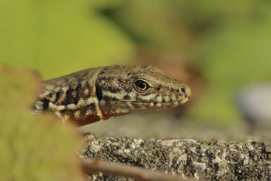 Wall lizard (Lacerta muralis), animal portrait, on a garden wall, Lake Garda, Lazise, Italy