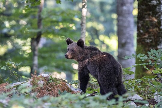 European brown bear (Ursus arctos arctos) in forest, in the wild, Notranjska region, Dinaric Alps, Slovenia