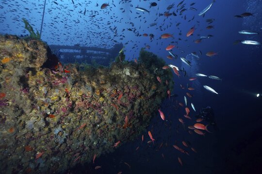 Numerous fish, including Mediterranean anthias (Anthias anthias), swim past a seaweed-covered shipwreck at the Le Grec wreck dive site, Giens Peninsula, Provence-Alpes-C&ocirc;te d'Azur, France