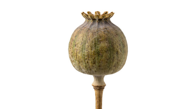 A dried poppy seed head with a textured surface stands isolated on transparent background seedpod capsule opium plant flora botanical flower organic