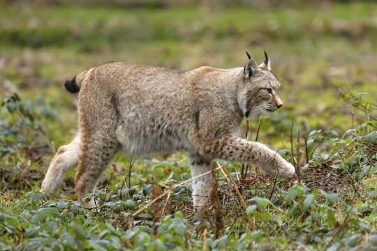 Lynx, eurasian lynx (Lynx lynx) walks in the undergrowth, captive